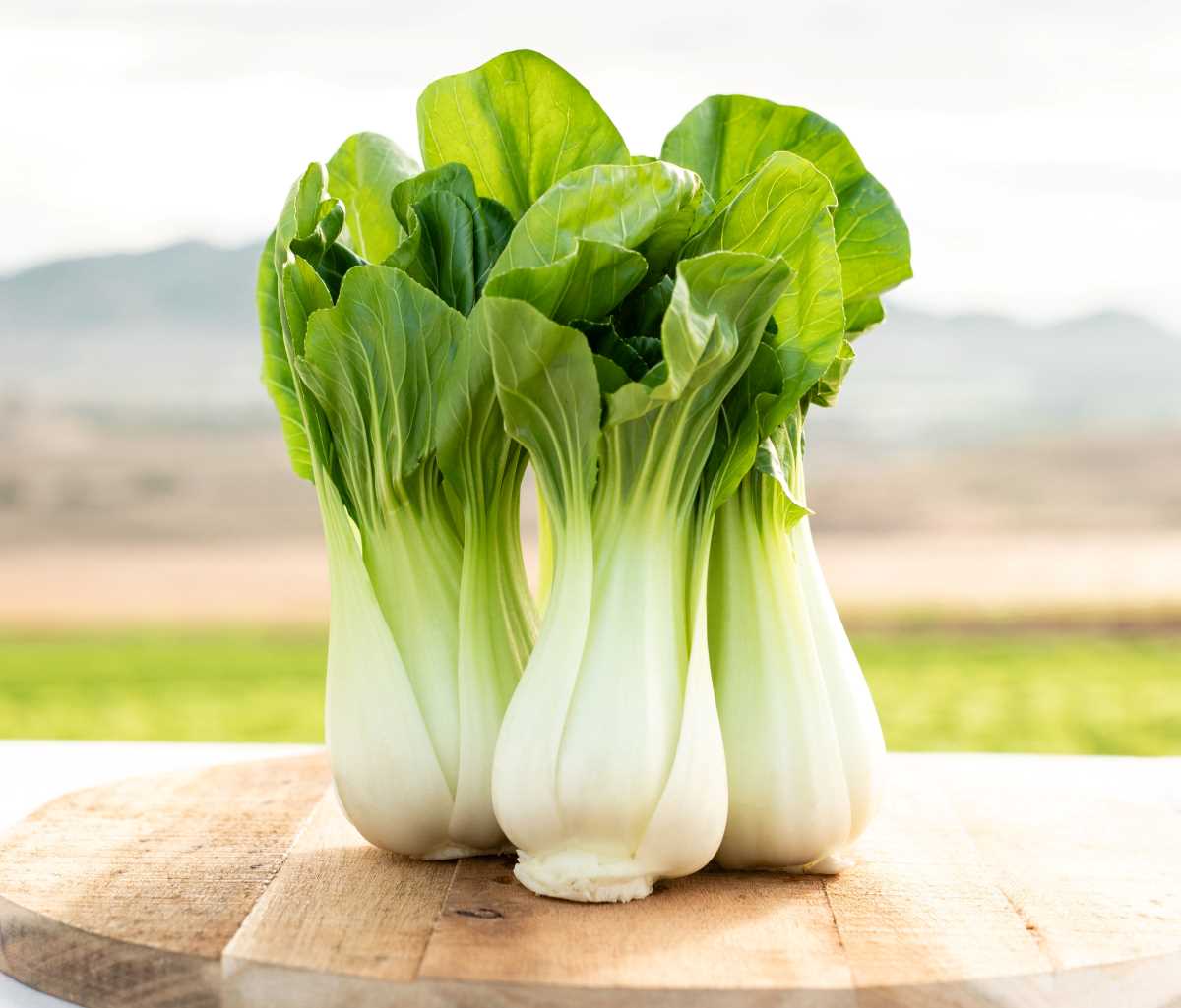 Semillas de Pak Choi: Propiedades, Beneficios y Guía de Cultivo